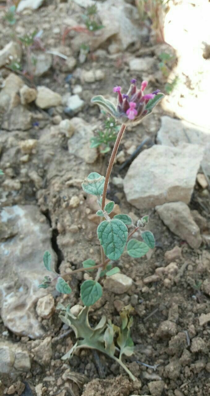 پونه سای دنایی - معرفی گیاهان بومی ایران